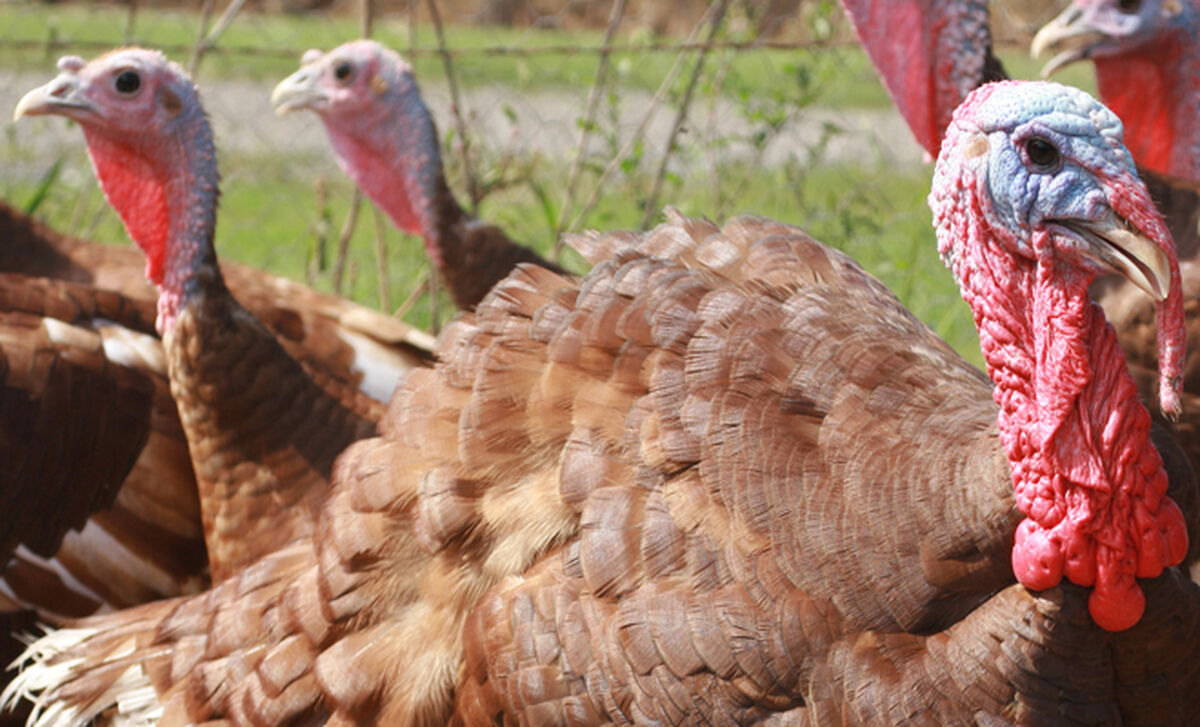 Talking Turkey - Our Products – Dartagnan.com