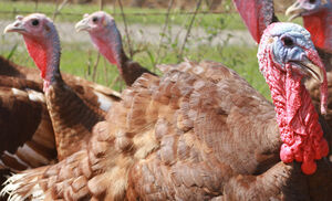 Talking Turkey - Our Products – Dartagnan.com
