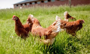 Everybody's favorite Bird: Chicken - Our Products – Dartagnan.com