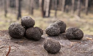 Black Truffles - Our Products – Dartagnan.com