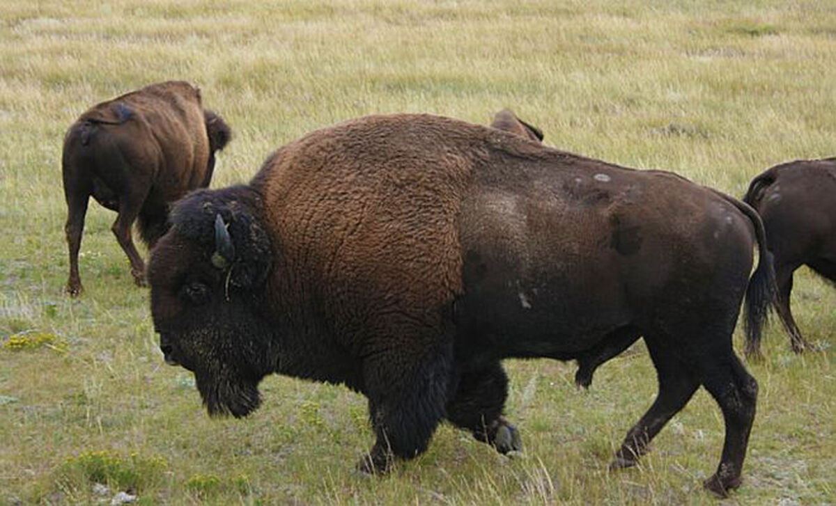 ABC's of Buffalo - Our Products – Dartagnan.com