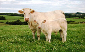 Humanely-Raised Veal is Real- Our Products – Dartagnan.com